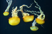 Jellyfish have 'really blossomed' in Ocean City and more beachgoers are feeling their sting