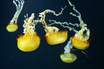 Pacific sea nettles are displayed at the Aquarium of the Pacific's new "Jelly Dreamscapes" exhibit in Long Beach, California, on May 20, 2026, ahead of the May 23 opening to the public. The boneless invertebrates which lack backbones, brains and gills are made up of about 95% water and move across the oceans using water currents. (Photo by Frederic J. BROWN / AFP via Getty Images)