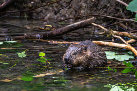 Maryland leaders are confident, but not certain, lake is safe after rabid beaver attacks