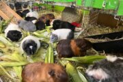 Guinea Pig Sanctuary