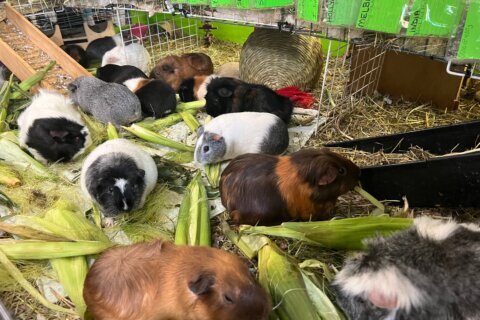 How this Massachusetts sanctuary takes in hundreds of guinea pigs from across the US