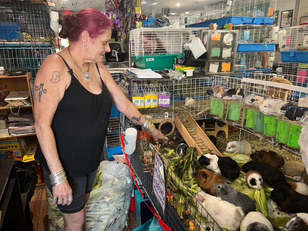 Hundreds of guinea pigs fill Massachusetts sanctuary with squeals, purrs and lots of love