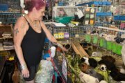 Guinea Pig Sanctuary