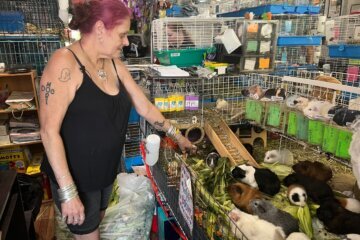 Guinea Pig Sanctuary