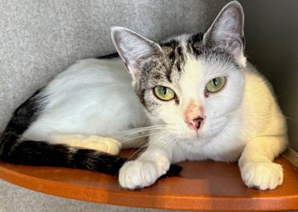 Meet Cammi, a cute young Tabby who loves baby talk