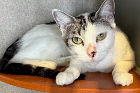 Meet Cammi, a cute young Tabby who loves baby talk