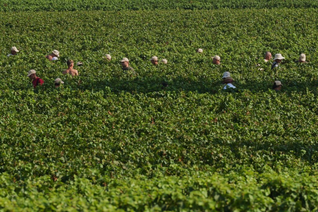 Extreme heat is reshaping Italy’s sparkling wine industry with early harvests and nighttime picking