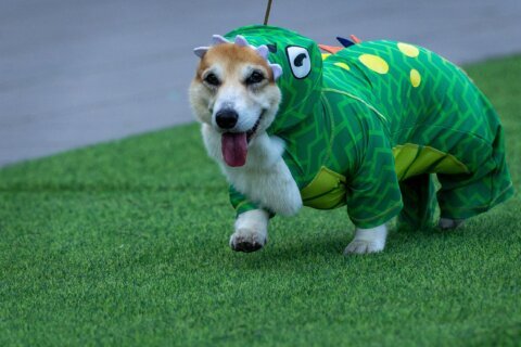 Corgis run, bark and sniff their way to glory at a growing international race