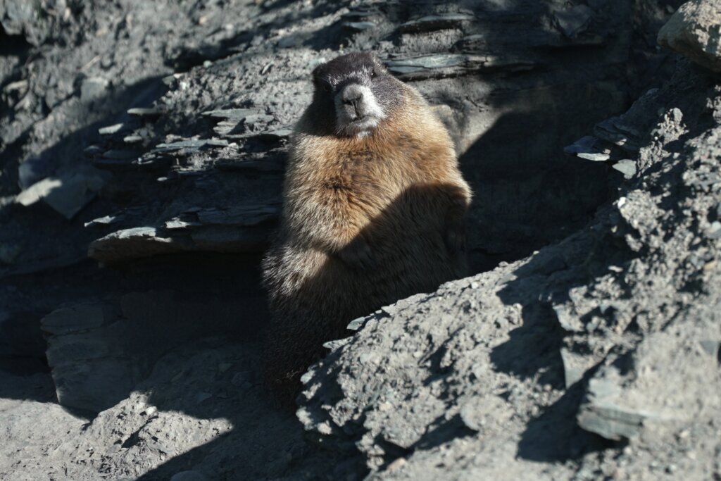 Move over bears. Fat Marmot Week puts a spotlight on the alpine rodents