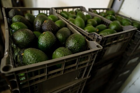 US suspends avocado inspections in Mexican state of Michoacan due to threat