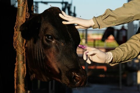 Mexico resumes livestock sales to US under tight controls over screwworm risk