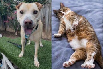 a dog and a cat