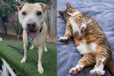 a dog and a cat