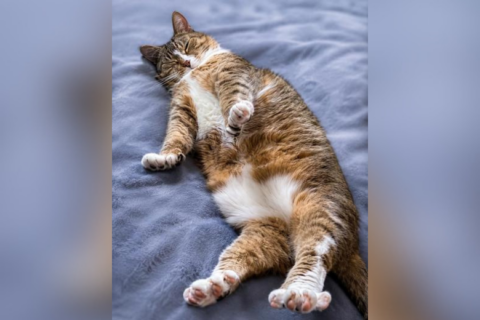 Meet Bell, a big cat with a big heart