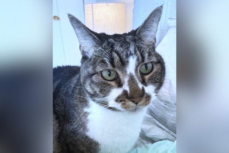 Meet Elizabeth, a well-behaved kitty looking for her forever home