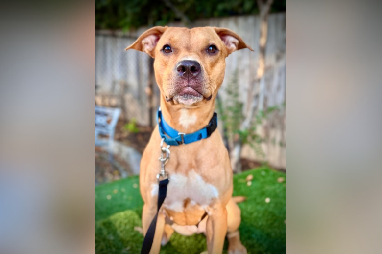 Meet Impala, a graceful pup who’s full of personality