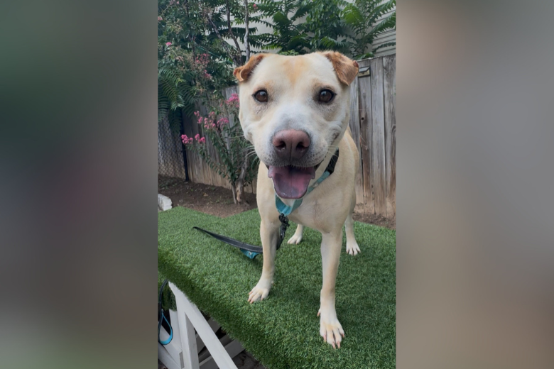 Meet Sallie, a charming, lively and endlessly fun dog
