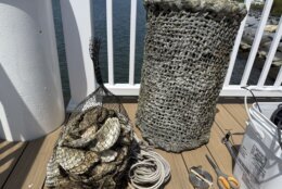 Bag of oysters
