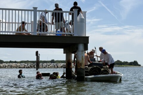Kent Island restaurant adds 1 million new oysters to Chesapeake Bay