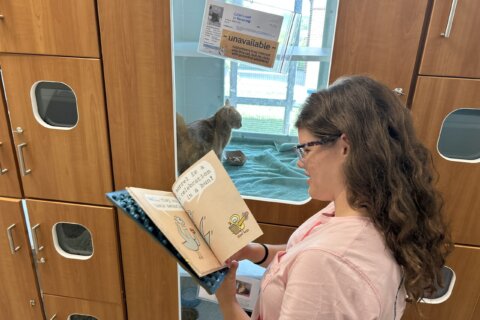 Fairfax County student reads to adoptable pets as part of its Paws & Read initiative