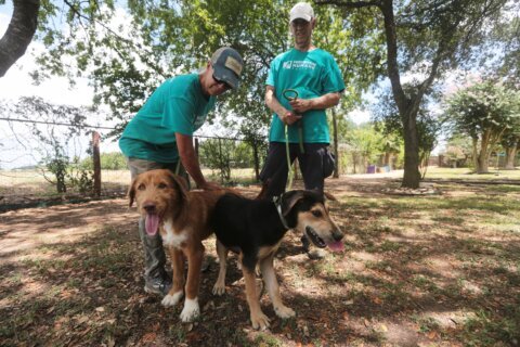 Concerns about the New World screwworm have put Texas pet adoptions on hold
