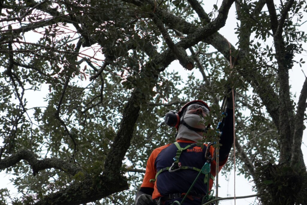 Preservationists are working to extend the life of a rare Revolutionary War ‘witness tree’