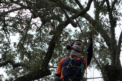 Preservationists are working to extend the life of a rare Revolutionary War ‘witness tree’