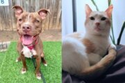 ADOPT: A happy-go-lucky pup and a snuggly kitty 