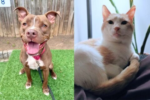 Meet Earl and Toppy, WTOP's Pets of the Week.
