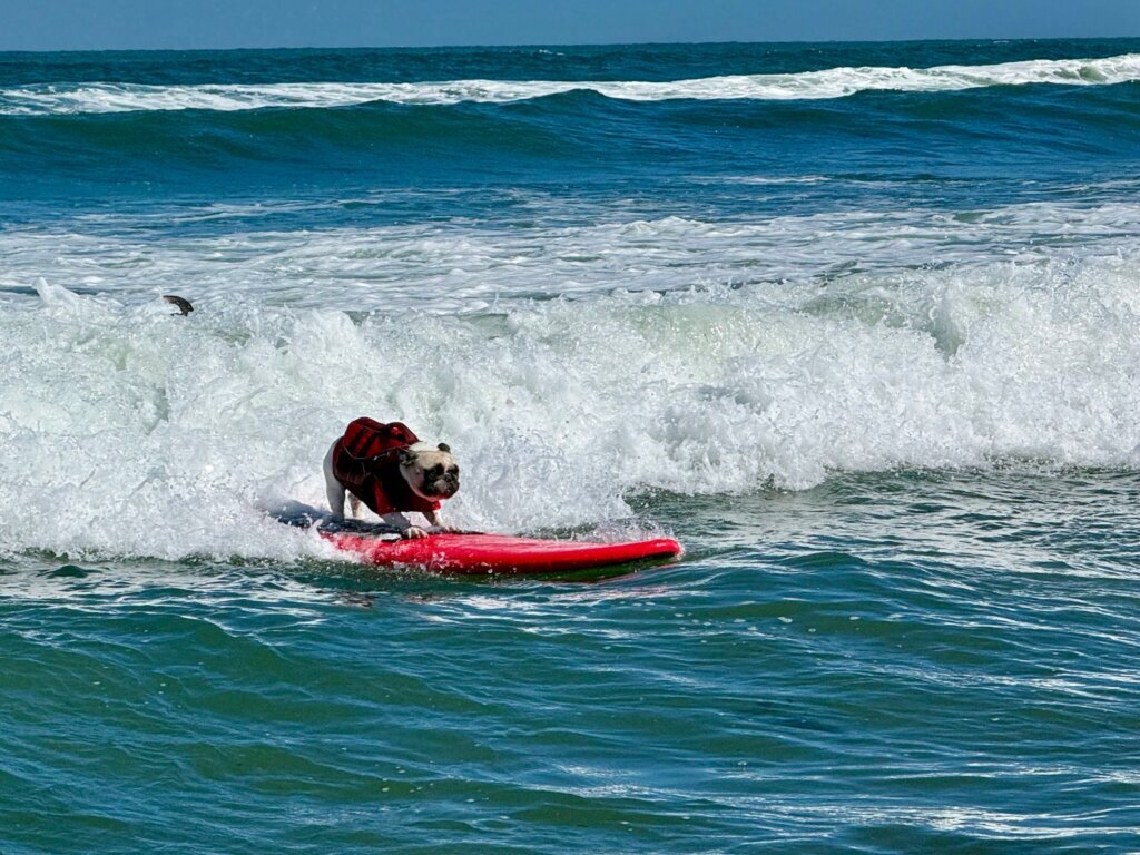 Top dogs ride waves at annual World Dog Surfing Championships
