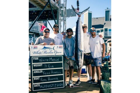 Maryland White Marlin Open brings fishermen from near and far to compete for $9.9 million in prizes