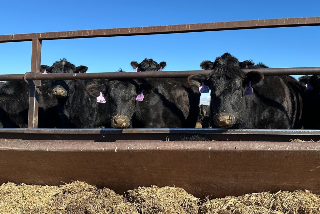 Nuevo plan de Trump para bajar precio de la carne genera descontento entre ganaderos