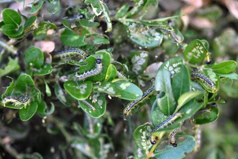 Defoliated leaves covered with silk and hordes of caterpillars