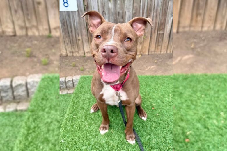 Meet Earl, a dog full of potential and a ton of fun