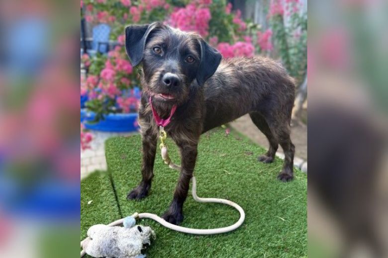 Meet Mopsy, the scruffy-muzzled terrier you’ve been searching for