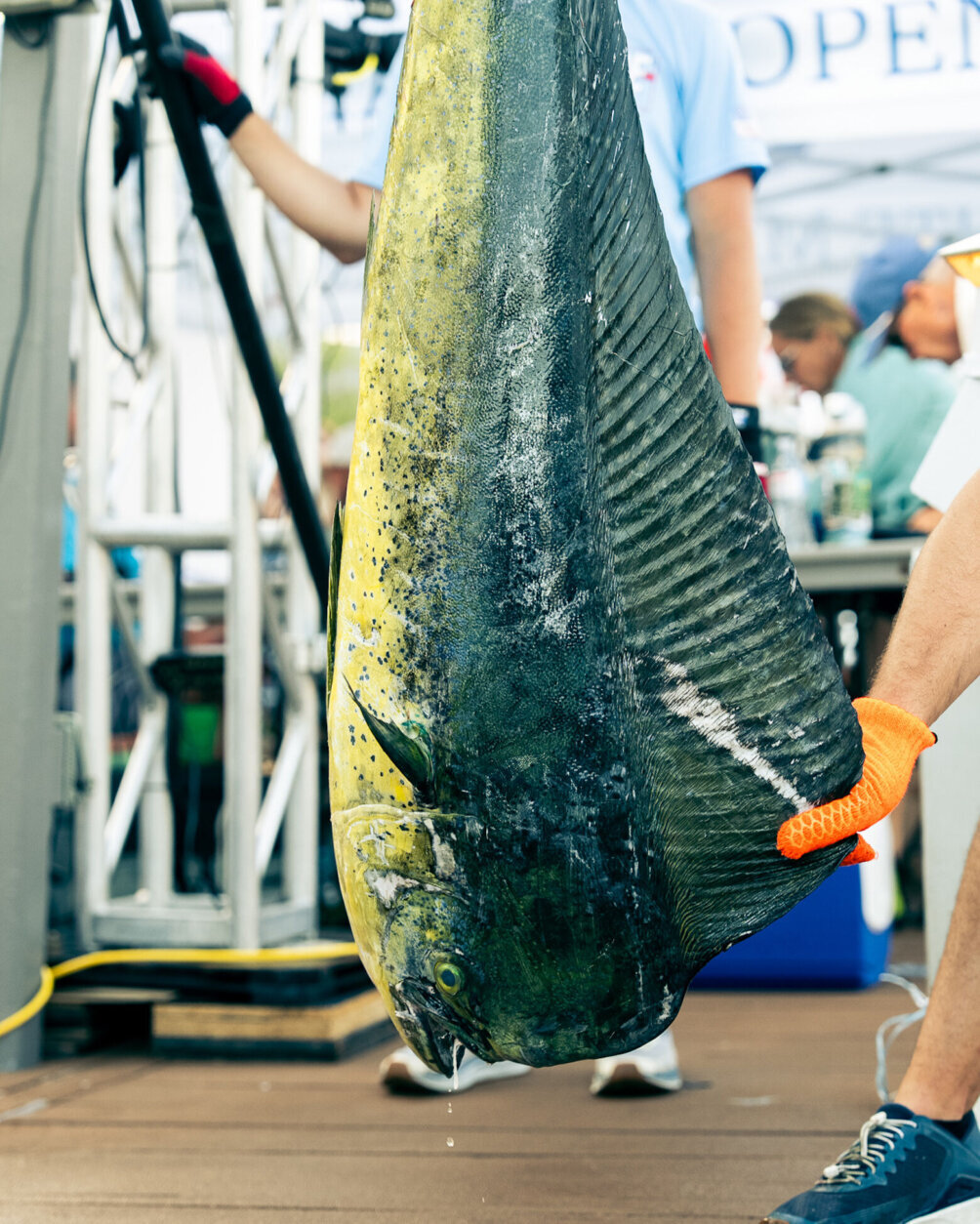 53rd annual White Marlin Open