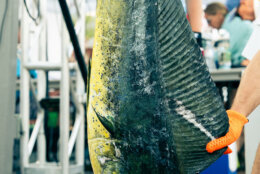 53rd annual White Marlin Open