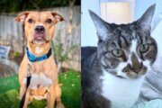 Photo of dog, next to a photo of a cat