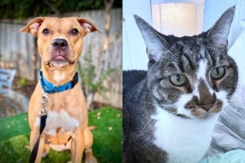 Photo of dog, next to a photo of a cat